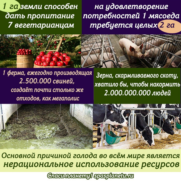 люди животные